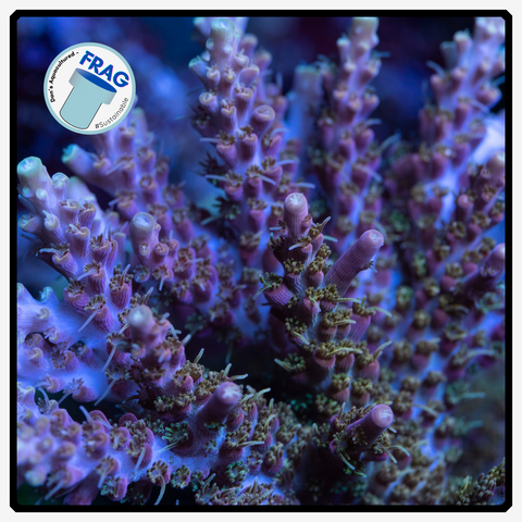 Dan's Blue Acropora Frag