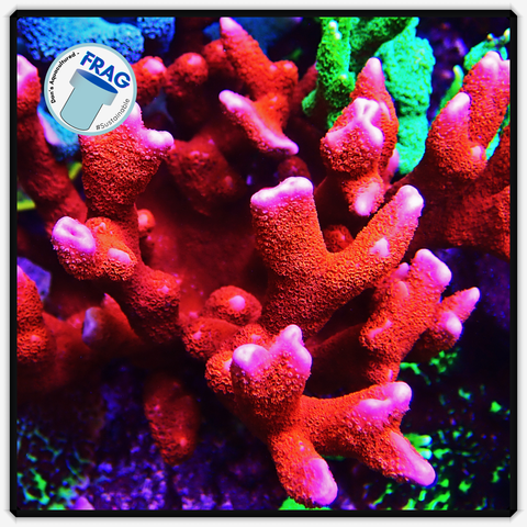 Red Montipora Digitata Frag