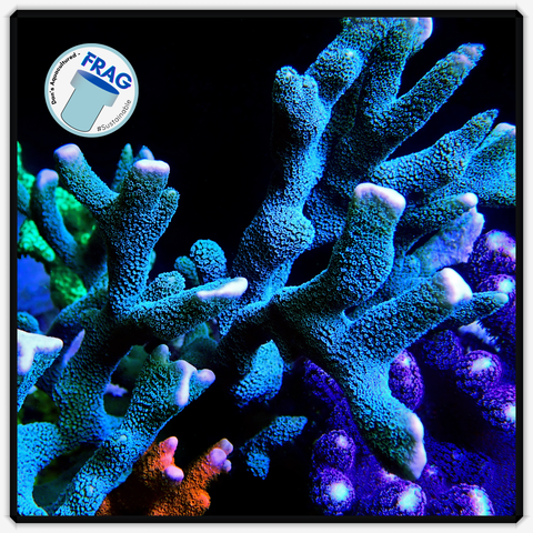 Blue Montipora Digitata Frag