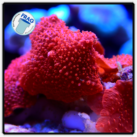 Red Discosoma Mushroom Frag