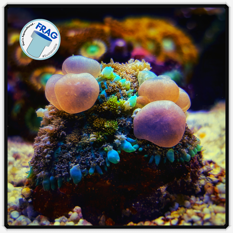 SunKist Bounce Mushroom Frag