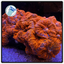 Superman Rhodactis Mushroom Frag