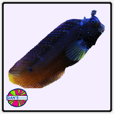 Starry Blenny