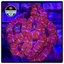 Aussie Ultra Acan Lord WYSIWYG 1