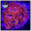 Aussie Ultra Acan Lord Frag WYSIWYG 2