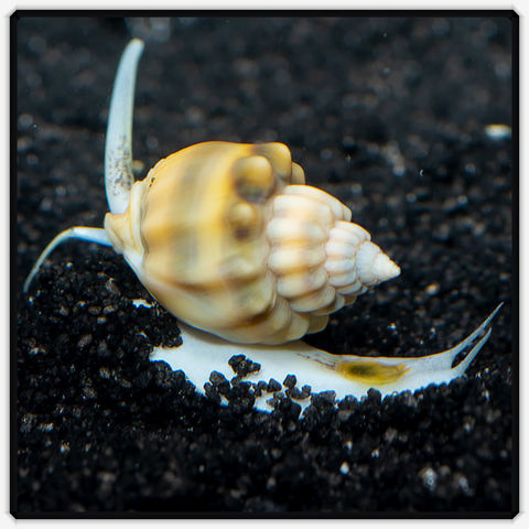 Ivory Nassarius Snail