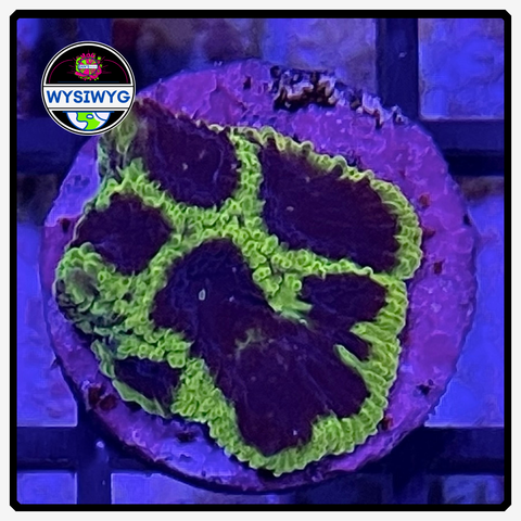 Wolverine Favia Frag WYSIWYG 1