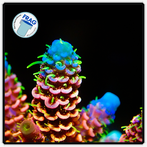 Sunrise Yellow Millepora Frag