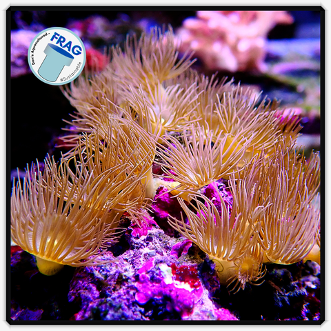 Yellow Zoanthid Frag