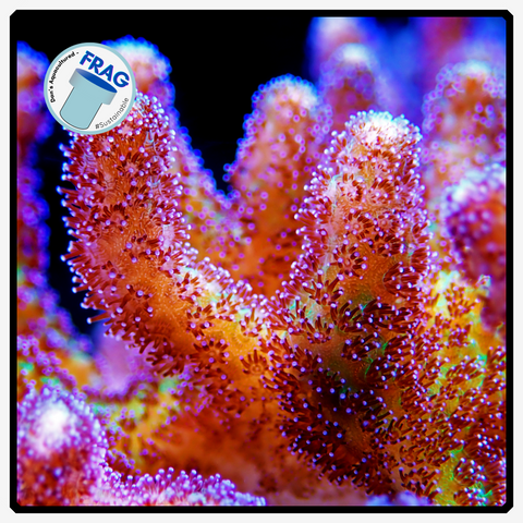 Birds of Paradise - Green/Purple Seriatopora Frag