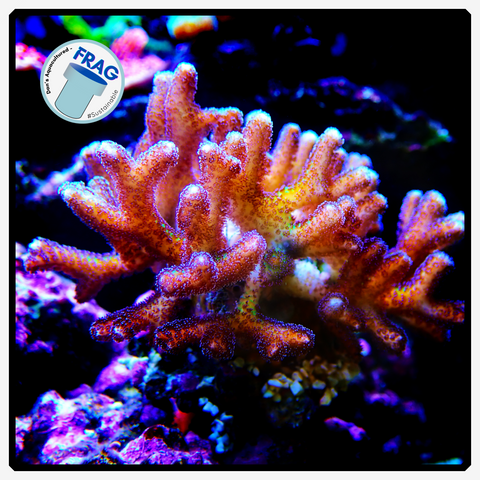 Birds of Paradise - Green/Purple Seriatopora Frag