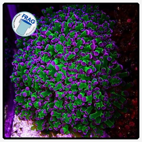 Bolbus Green/Purple Frogspawn Frag