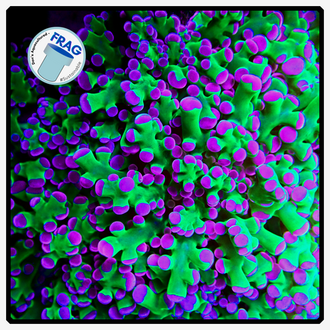 Bolbus Green/Purple Frogspawn Frag