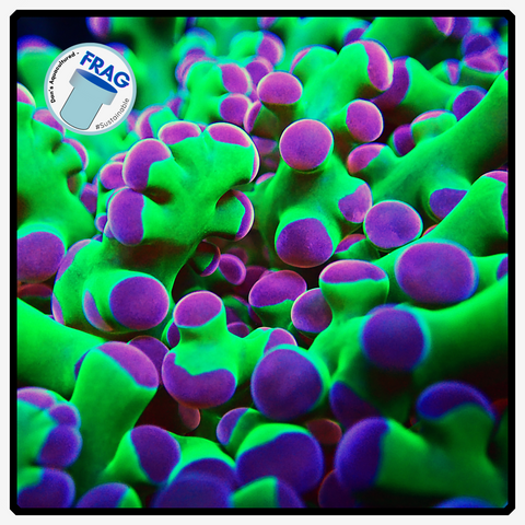 Bolbus Green/Purple Frogspawn Frag