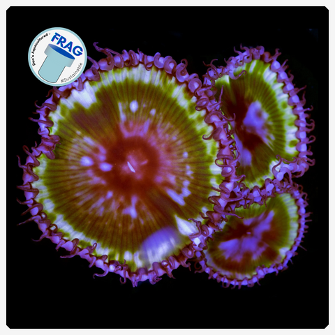 Dan's Palythoa Grandis Frag