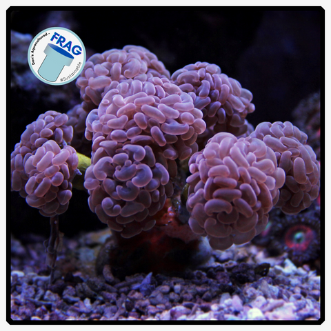 Peach Pink Hammer Frag