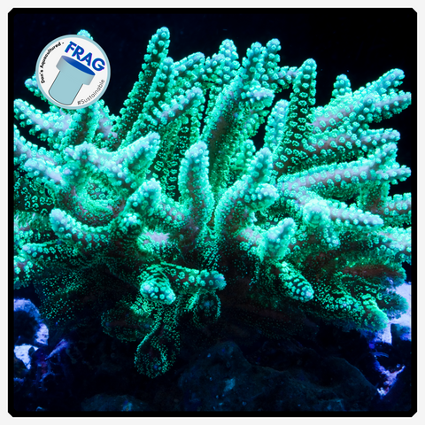 Kryptonite Green Seriatopora Frag