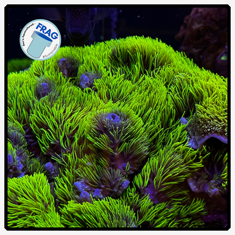 GSP Green-Star-Polyp Jumbo Frag