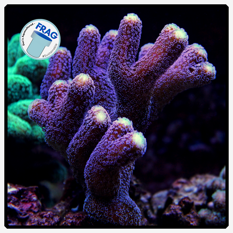 MilkaStylo Purple Stylophora Frag