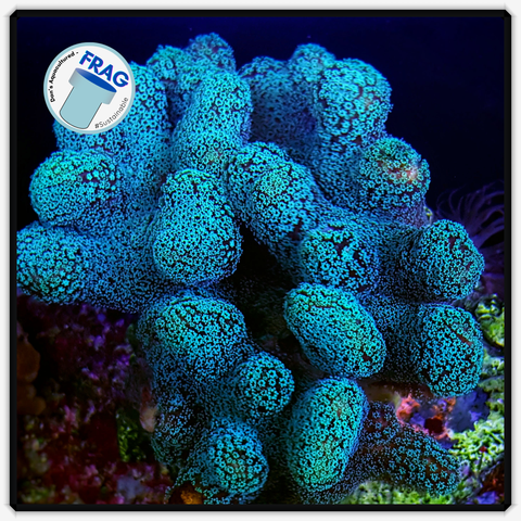 Postal Blue Green Stylophora Frag