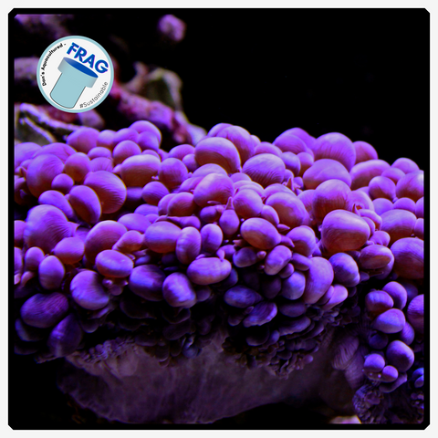 Small Purple Bubble Frag