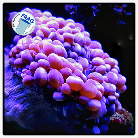 Small Purple Bubble Frag