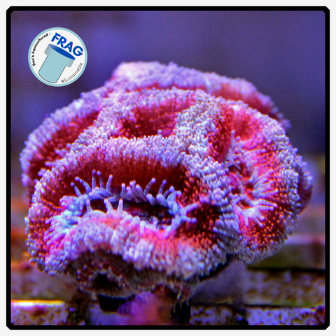 Red Cup Acan Frag