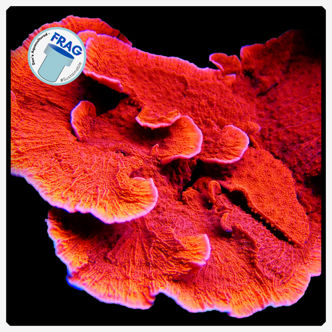 Dark Red MontiCap Frag