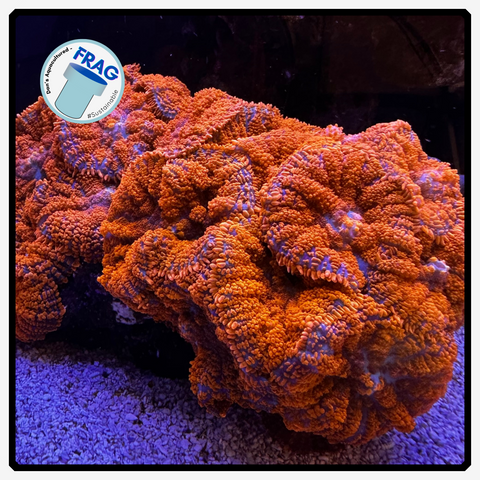 Superman Rhodactis Shroom Frag