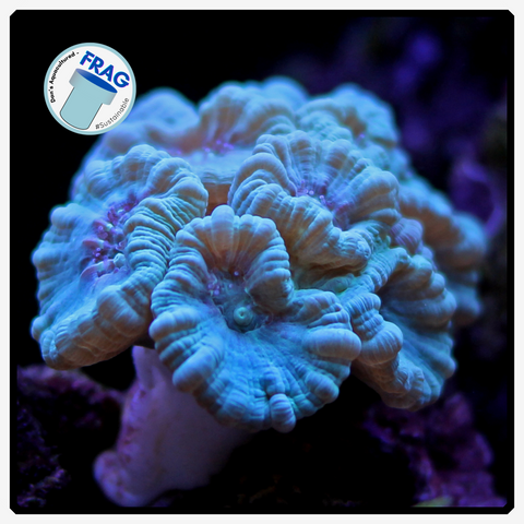 Seafoam Teal Candy Cane Frag